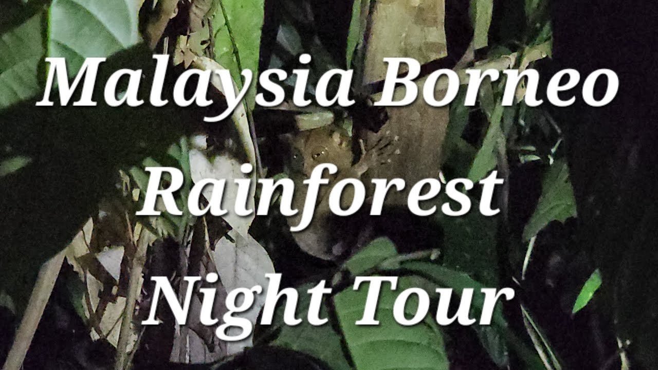 Malaysia Borneo - Rainforest discovery centre night tour - Sepilok - Sandakan