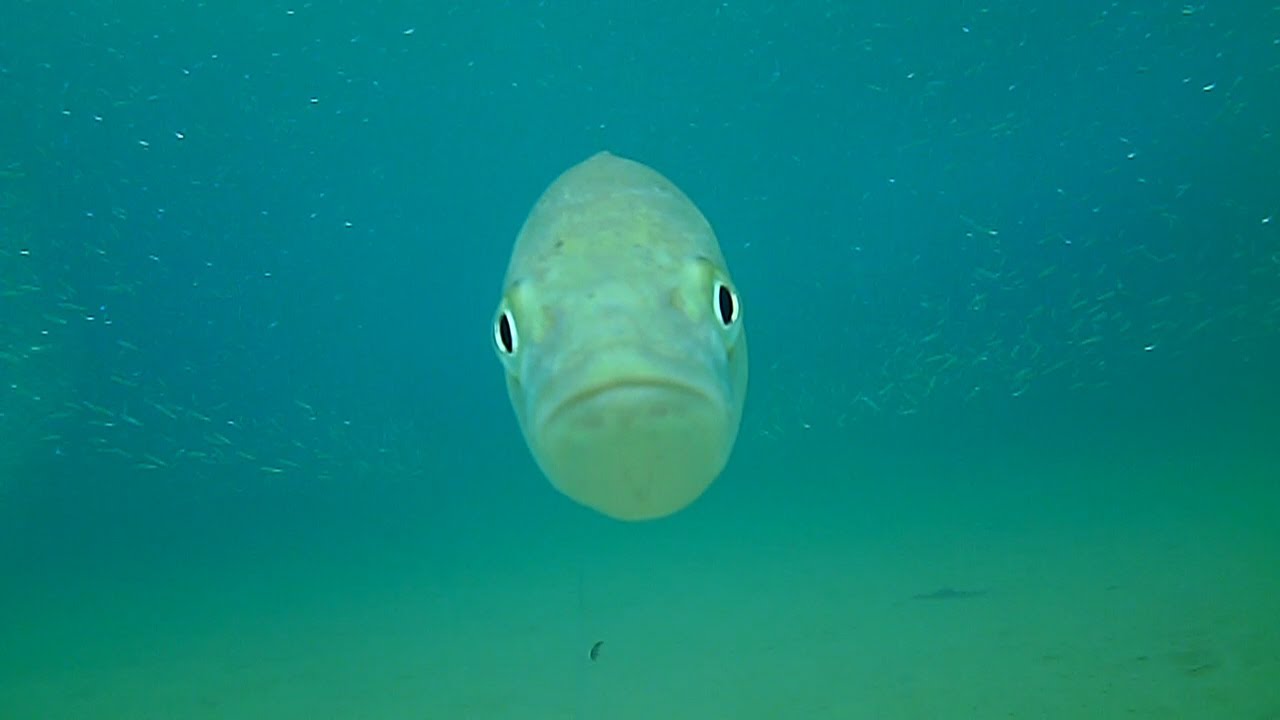 Συρτή για λαβράκια underwater