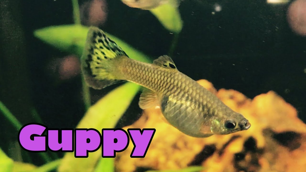 le guppy pour les débutants
