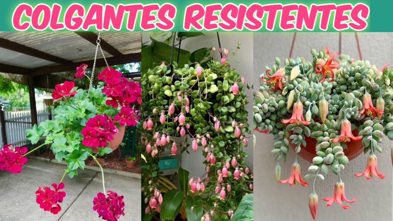 PLANTAS COLGANTES RESISTENTES A LA SEQUÍA 
