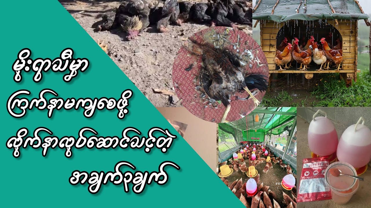 မိုးရာသီမှာ ကြက်နာမကျအောင်လိုက်နာလုပ်ဆောင်ဖို့ အကြံပြုချက်၃ချက်