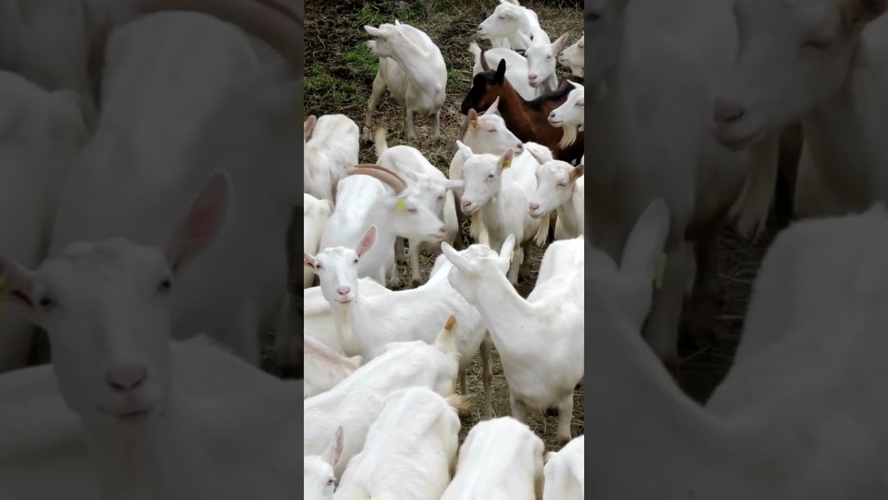 boer goat farming in pakistan