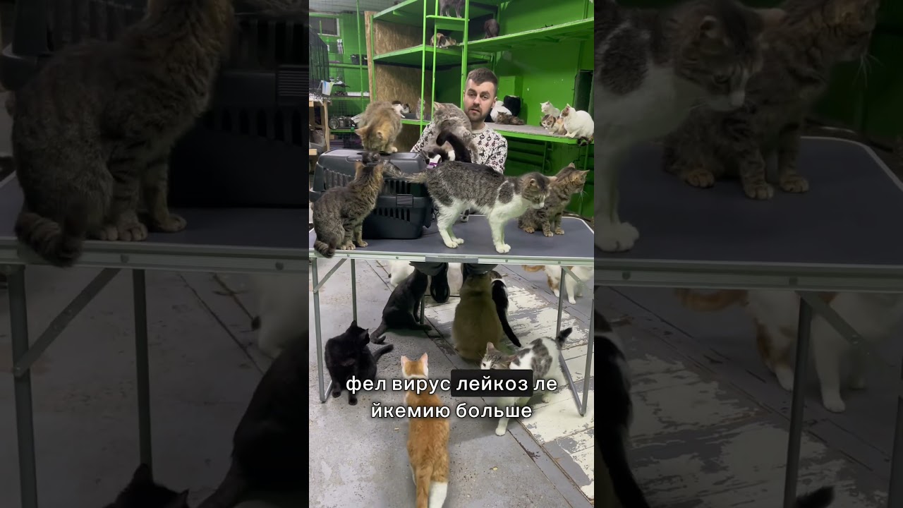 Лейкоз все, победа