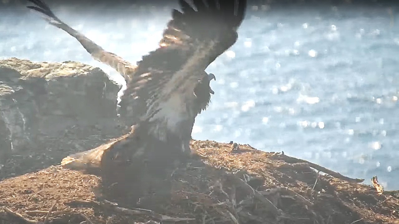 Eagle Power-Couple Battles Fledgling Away! West End Bald Eagle Nest Explore.org 8-12-24