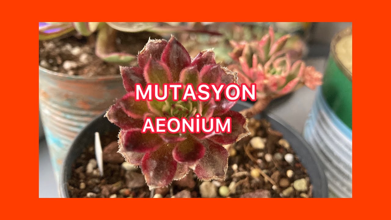 💥Mutasyonlu Aeonium nasıl olur❓#sukulent #succulent #aeonium #sukulentbakimi