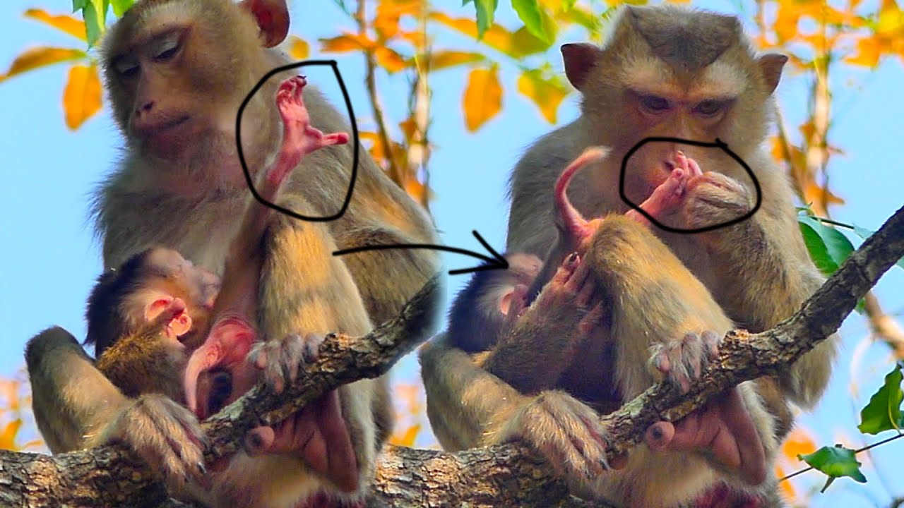 How pigtail young mother taking care and checking cute baby monkey on a high tree
