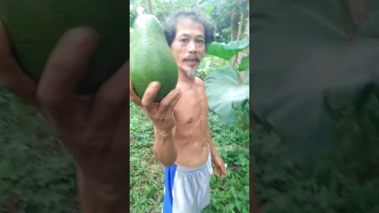 DIJUAL KEBUN BUAH PRODUKTIF RP 300 RB DI CARIU BOGOR TIMUR