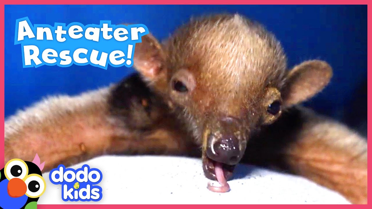 Lost Baby Anteater Finds Mom Again | Animal Videos For Kids | Dodo Kids