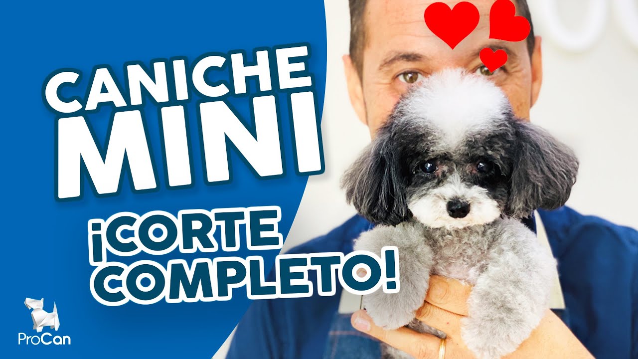 ¡MASTERCLASS GRATIS! 🔥🔥 Cómo cortar el pelo a un CANICHE MINI o POODLE TOY con tijera