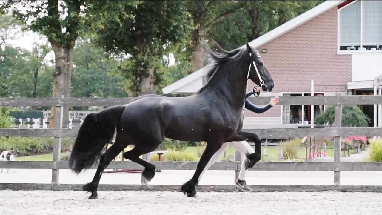 INSPIRATIONAL HORSE TRAILER - HorseworldTV