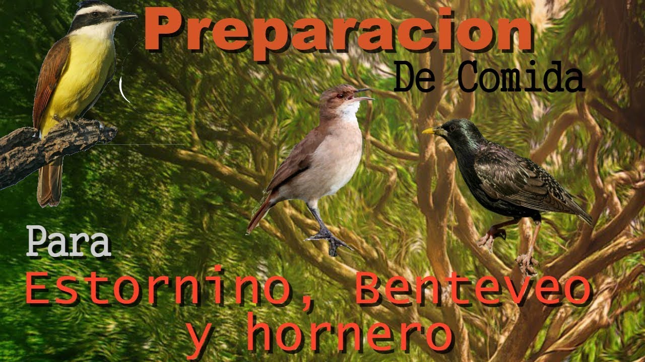 Preparación de comida para pichón de estornino, benteveo y hornero