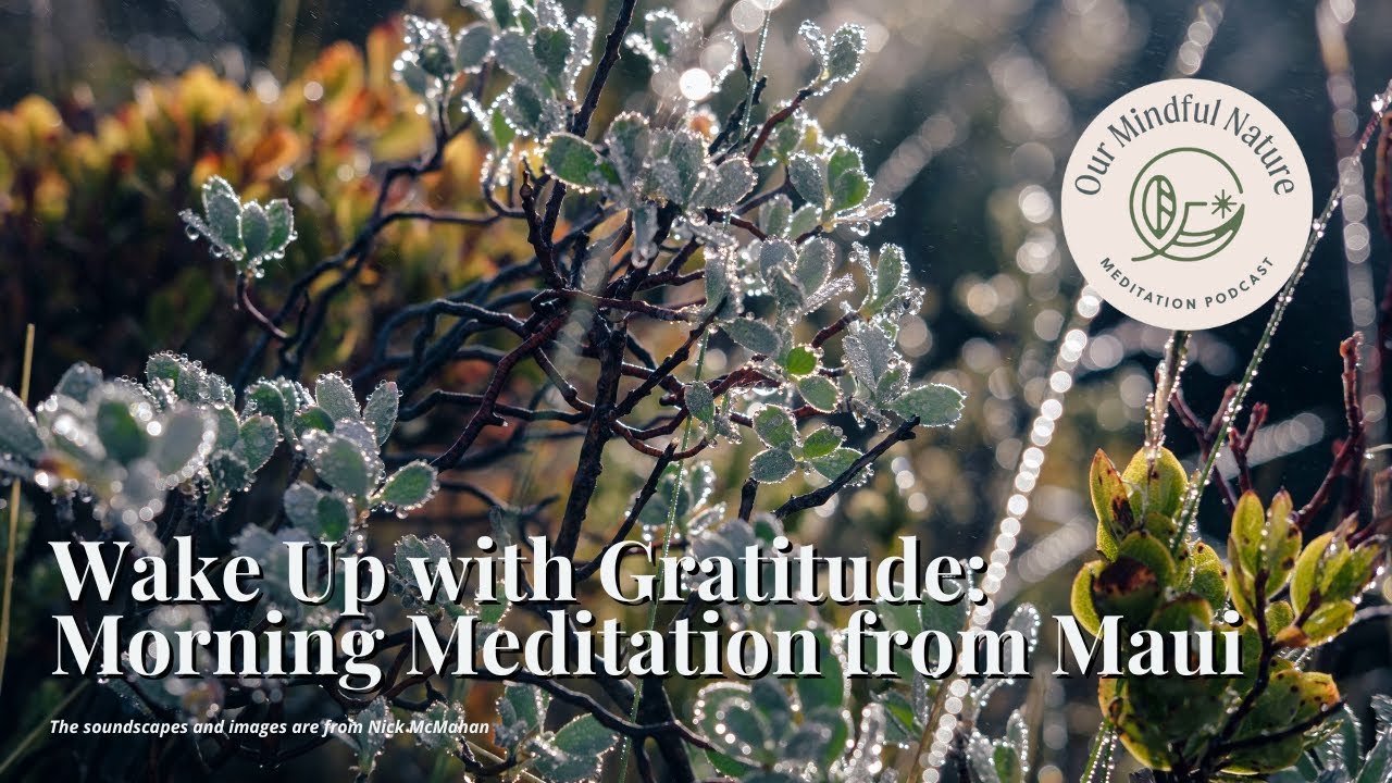 Wake Up with Gratitude: Morning Meditation from Maui