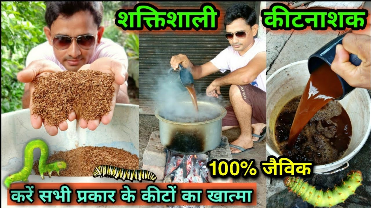 जैविक कीटनाशक बनाने की विधि ~ तम्बाकू + गौमूत्र | Organic pesticide by TOBACCO & COW URINE