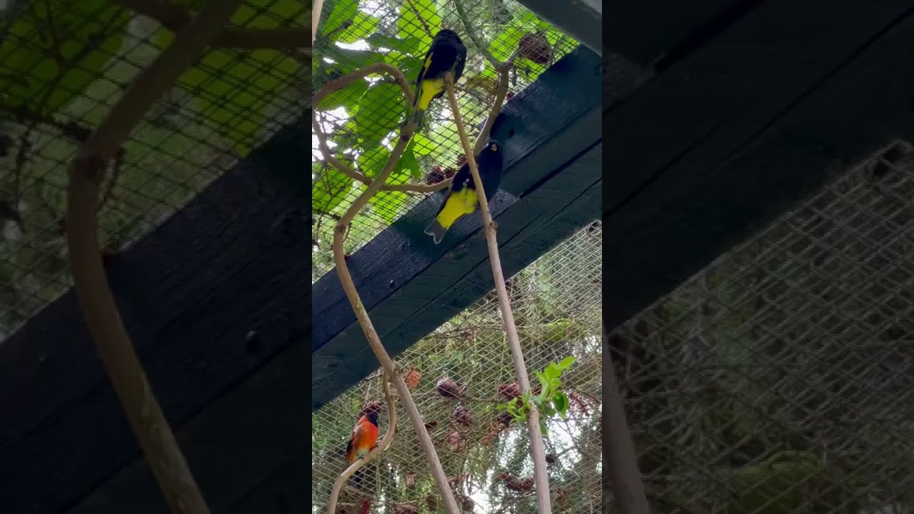 Black Siskin | Zebra Finches | Bird Aviary Outdoor | Red Siskin