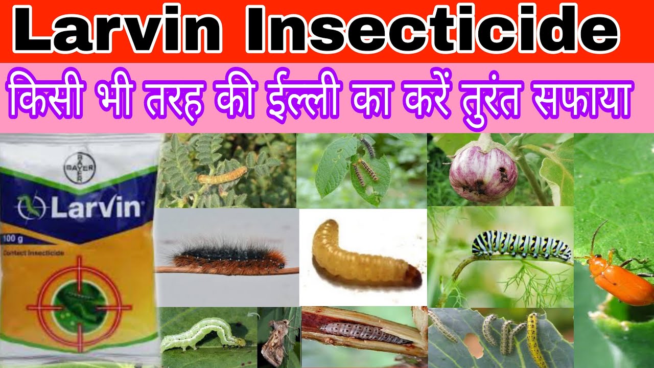 larvin Insecticide | larvin kitnashak | bayer larvin Insecticide | thiodicarb 75 wp uses | #larvin