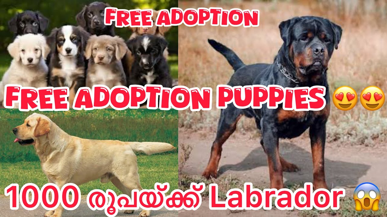 1000 രൂപയ്ക്ക് Labrador 🥵free adoption puppies 🐶😱#freeadoptiondog #viralvideo #labrador #rottweiler