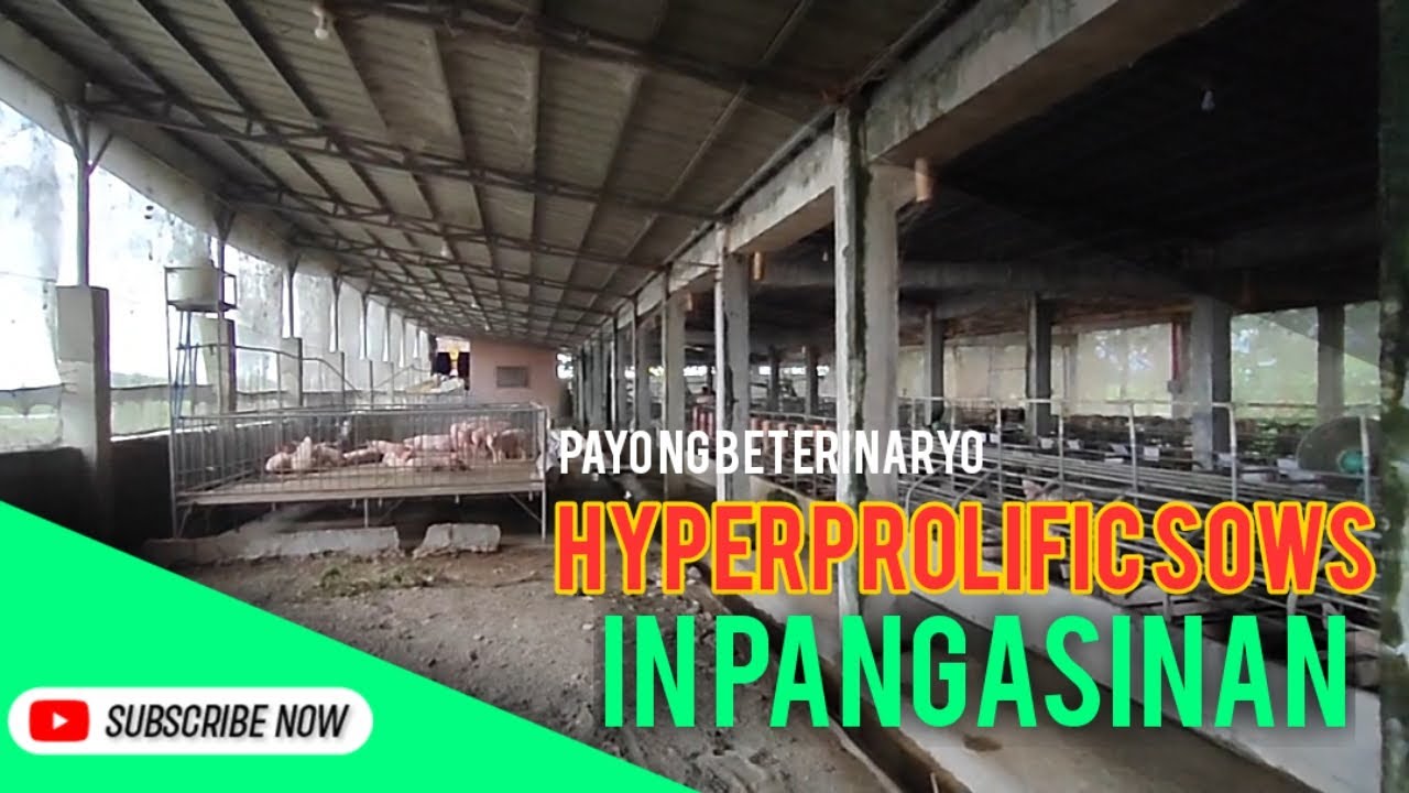 Mga Inahing Maraming Manganak | Pagbisita sa Pangasinan