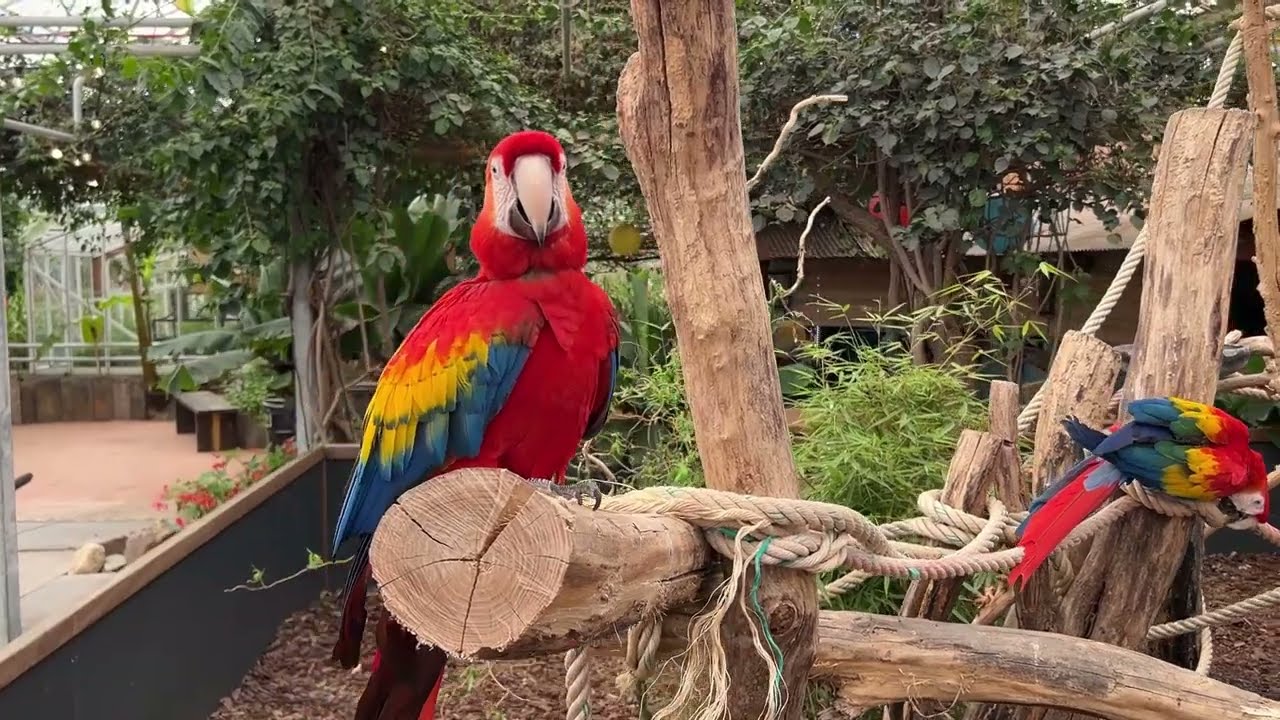 Pantropica, NL: Ep.5 Exotic Birds