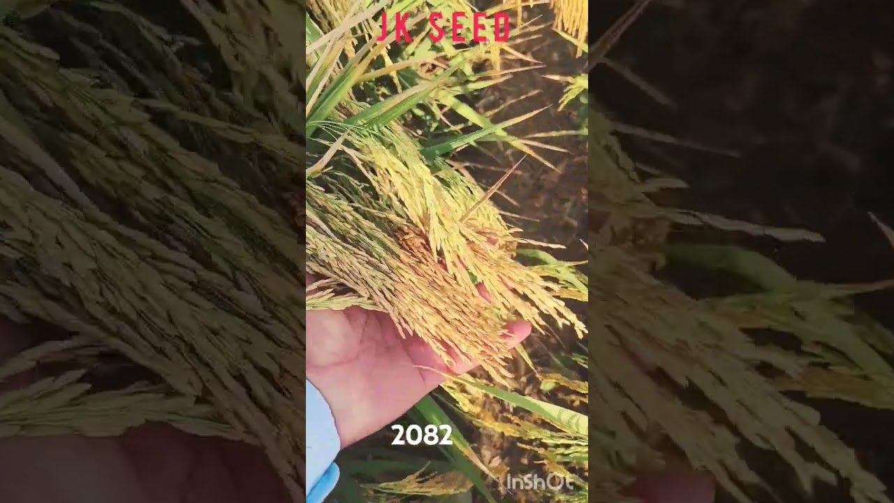 JK Seed Hybrid paddy 2082 #farming #ricepaddy #paddyfarming #tractorvideo #paddy #ricefarming