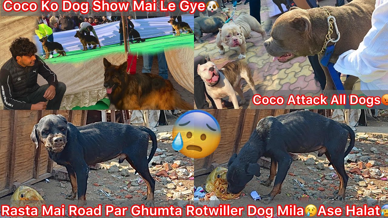 Coco Ko Dog Show Mai Le Gye🐶Jata He Panga Hogya😰Road Par Ghumta Rotwiller Dog Mila😢Etne Bure Halat😢