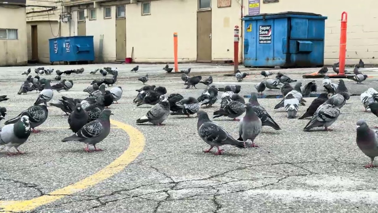 Gathering of Pigeons in Coquitlam Today | Peaceful City Nature Moment 