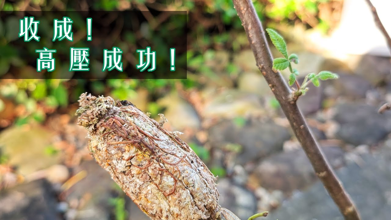 高壓收成啦！Air layering harvest time!