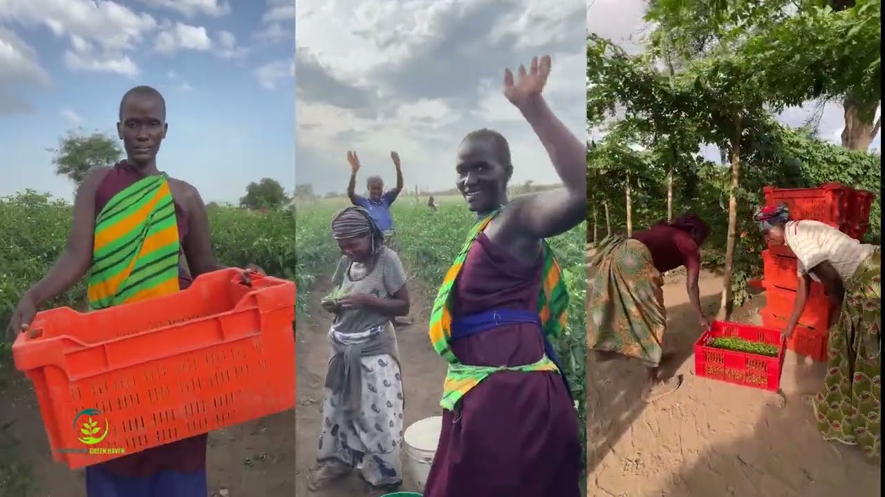 Shambarai Green Haven Limited transforming land into a source of healthy food for communities