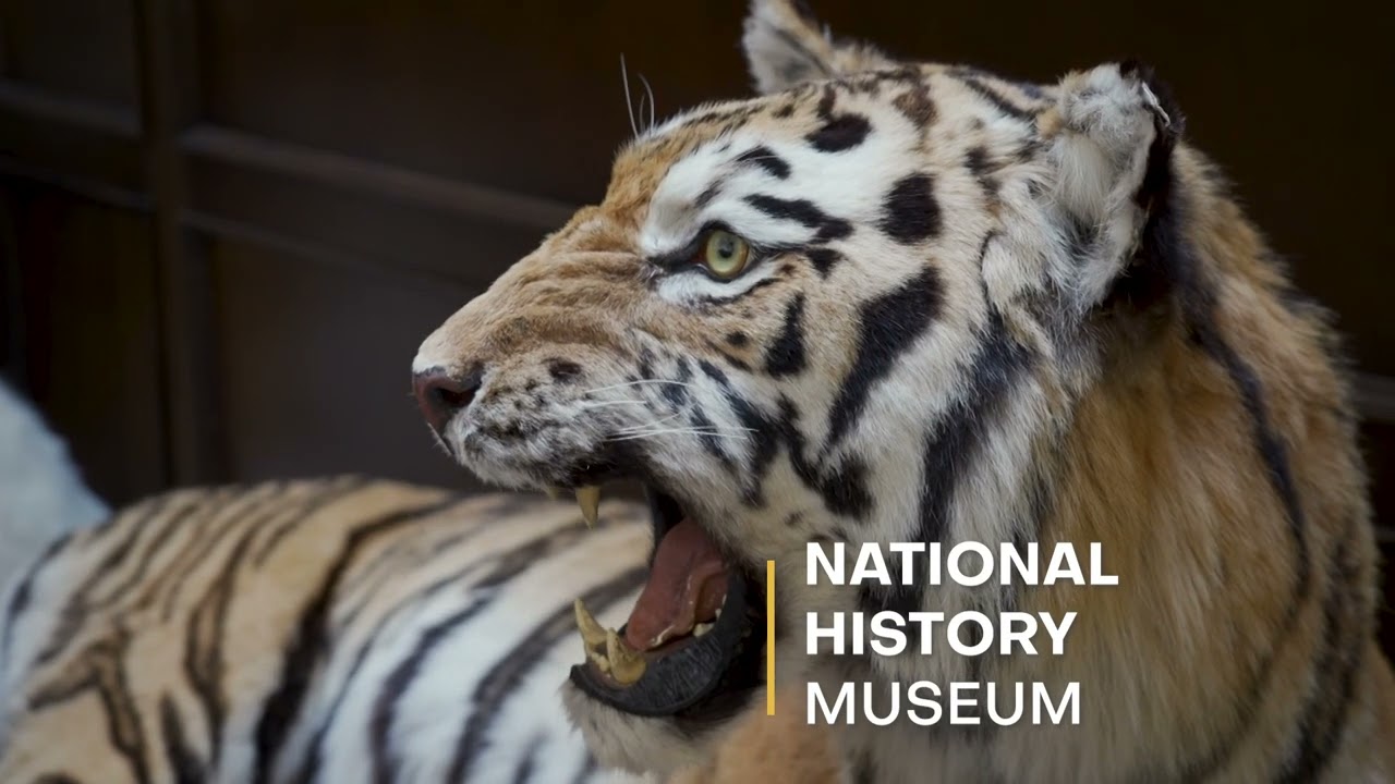 Geneva 2026 Promo Video