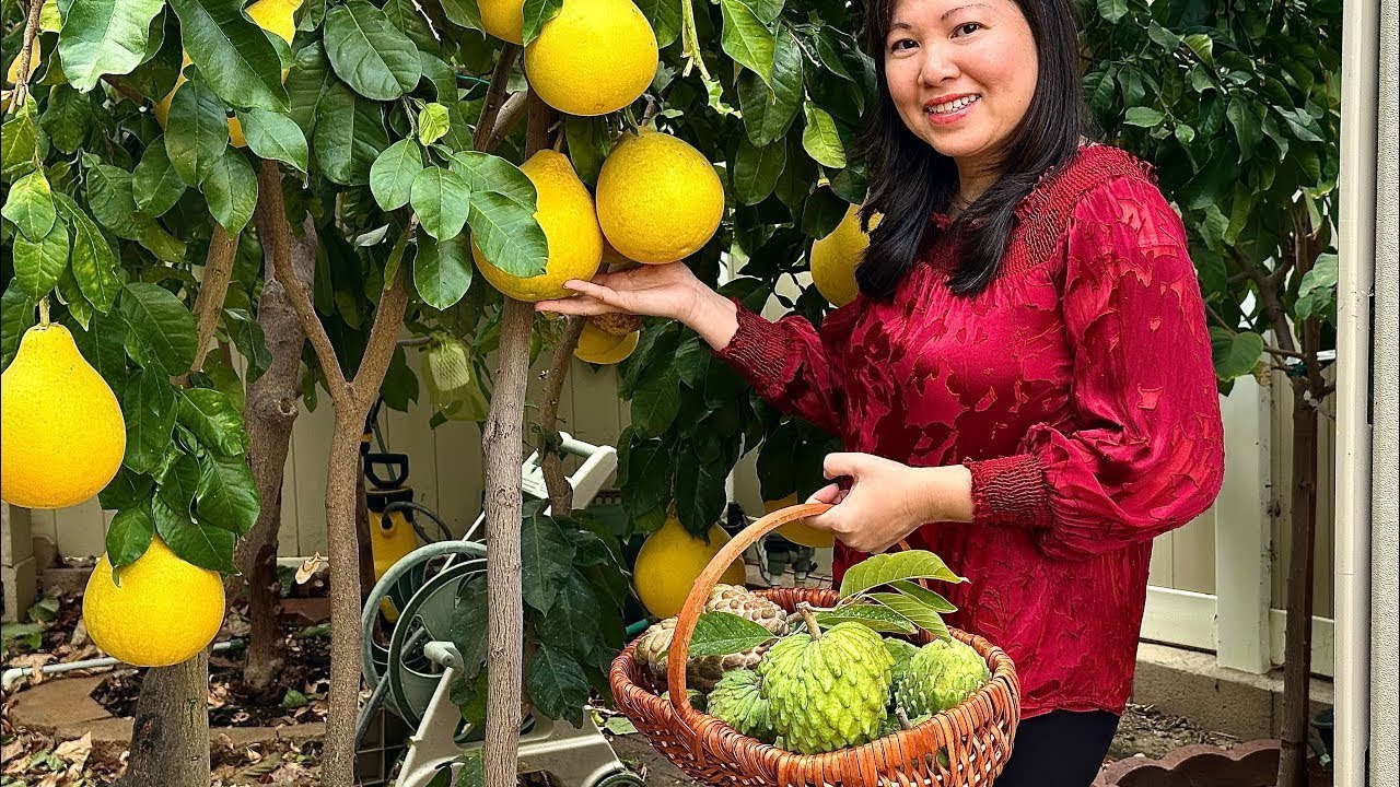 Thu Hoạch Mãng Cầu Đón Tết Ất Tỵ 2025.  Harvesting Atemoya For The Lunar New Year 2025.