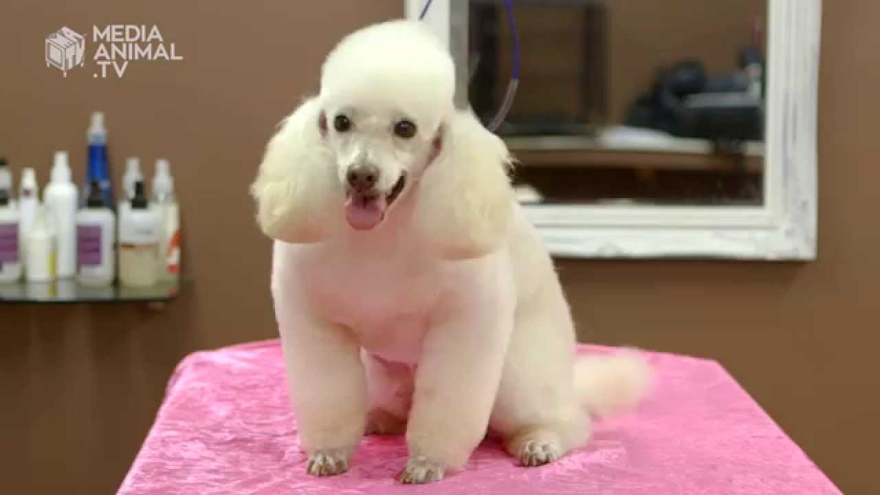 How to groom your dog like a pro!