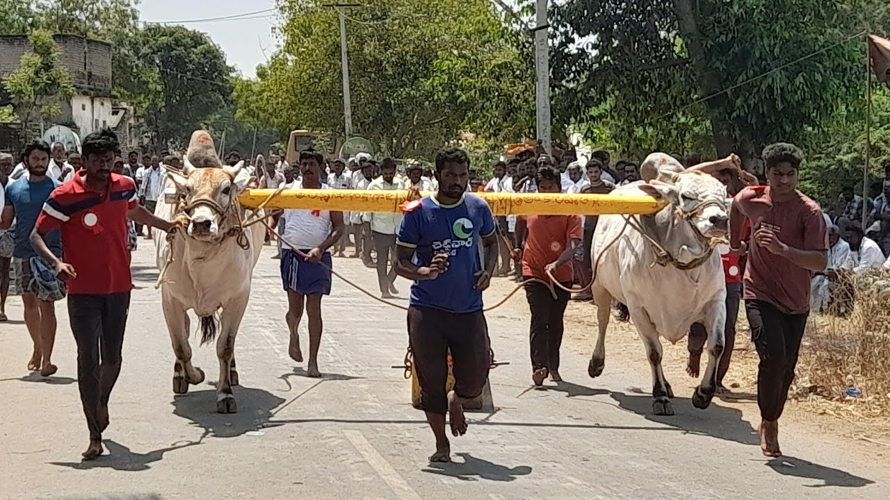 💥🌾మీడుతూరు సేధ్యపు ఎద్దుల విభాగానికి 3వ జత💥19-03-2026💥