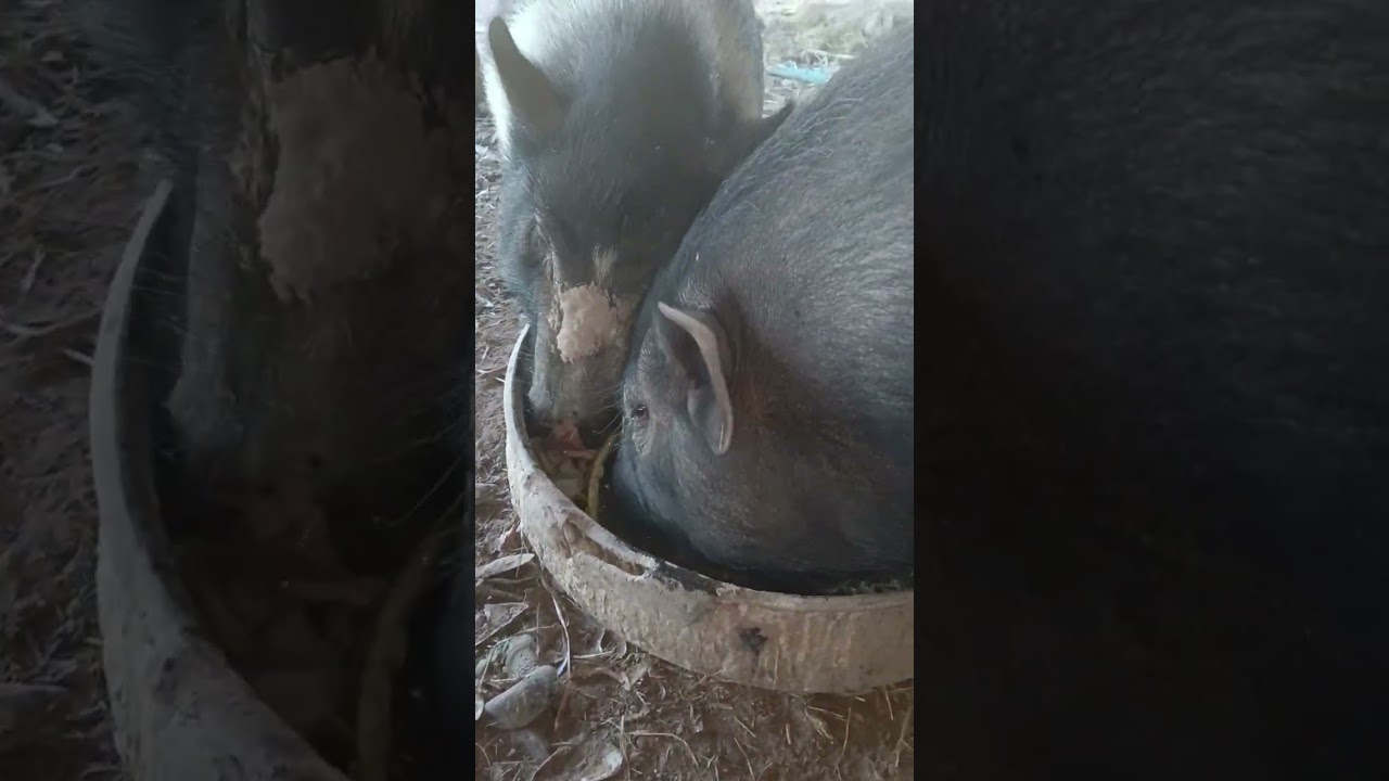 วิธีสังเกตหมูเป็นสัตว์