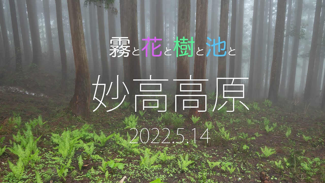 霧、花、樹、池の妙高高原・４K
