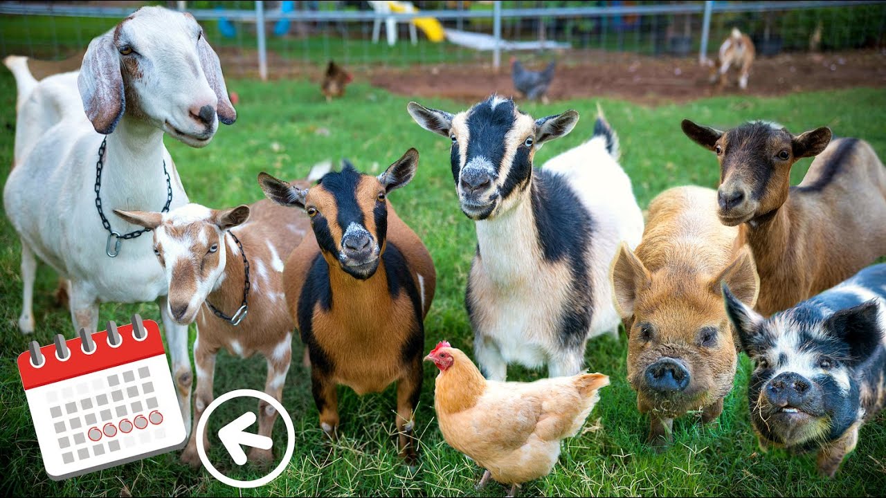 Breeding every animal on our farm — we’re starting to PANIC!