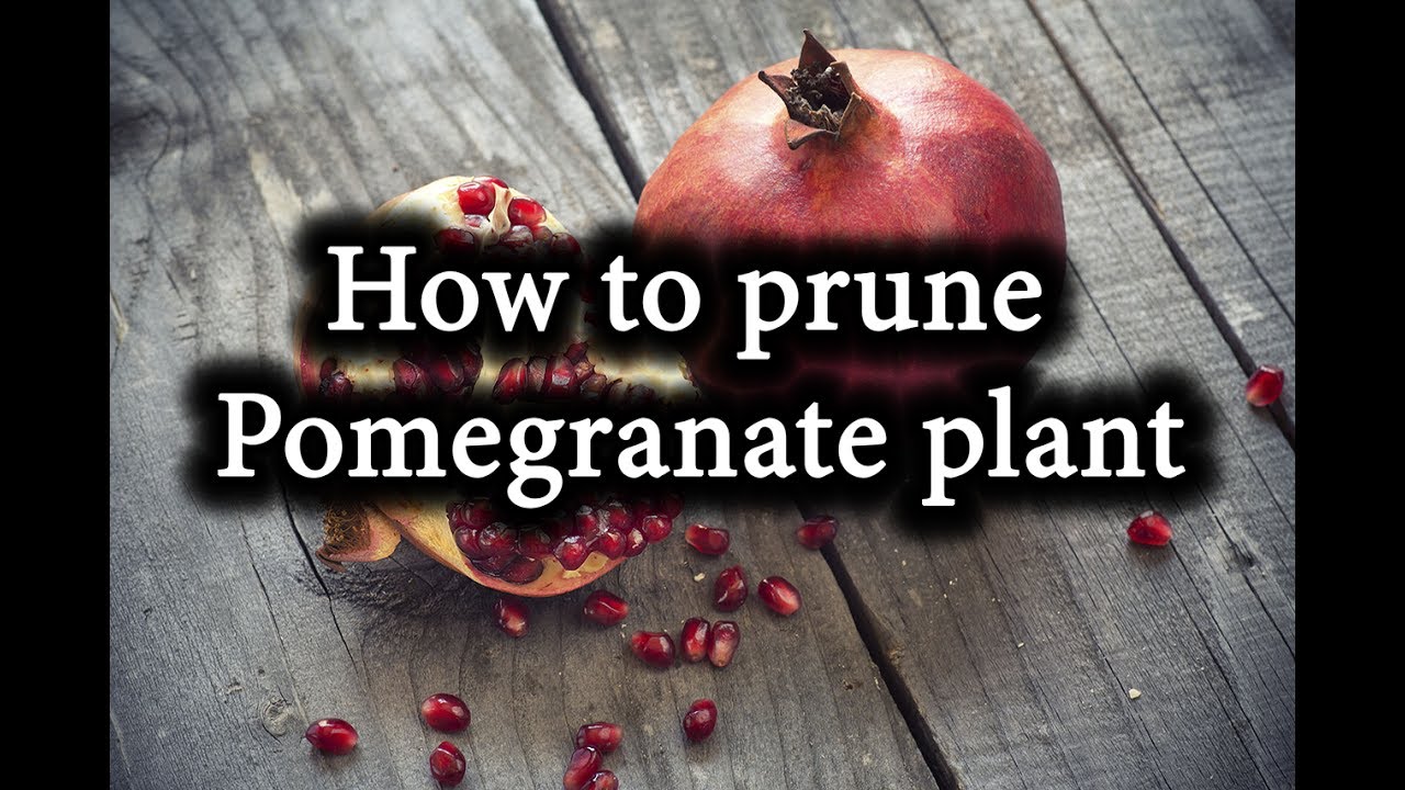 How to form Pomegranate Bush. Prune Pomegranate Tree correctly.