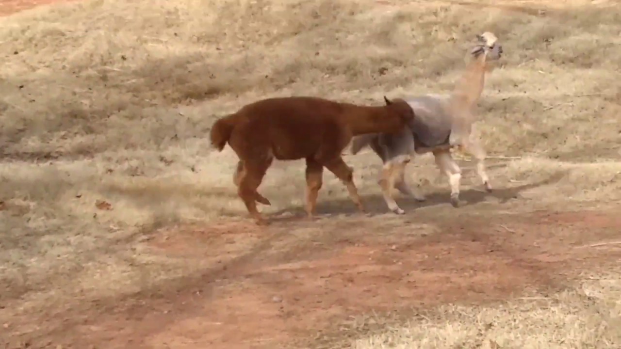 Alpaca Fight!