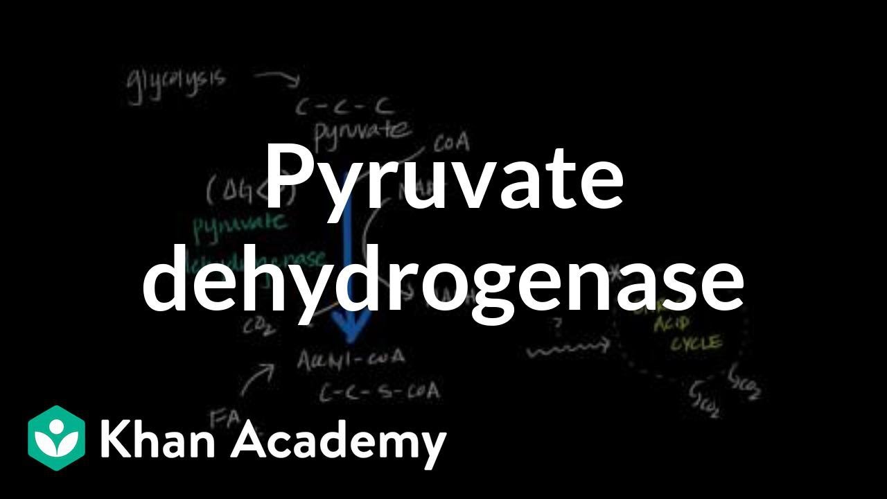 Regulation of Pyruvate Dehydrogenase