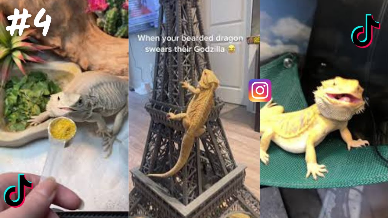 Bearded Dragon / TikTok & İnstagram Compilation    2023 4K    PART 4