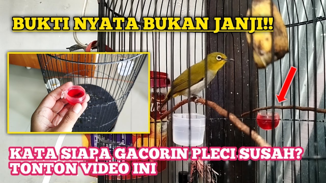 Asli gak tipu2, pleci beli ombyokan baru 2hari kok bisa langsung kayak gini
