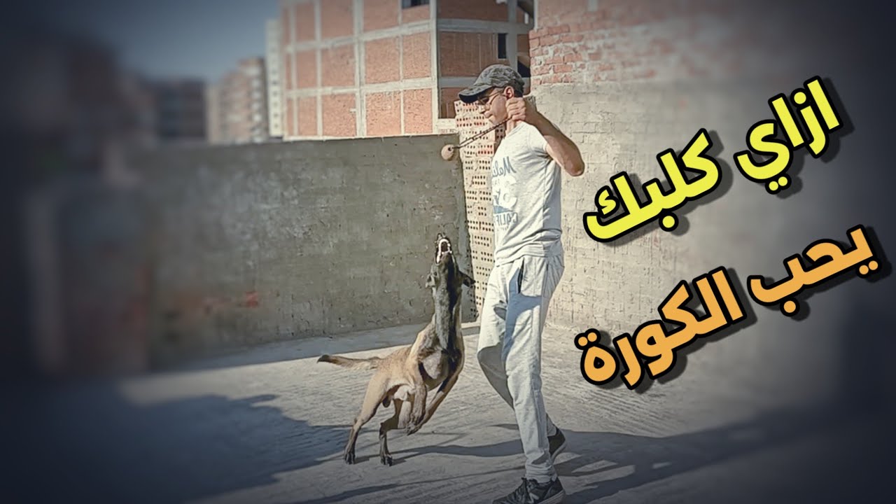بطريقة بسيطه كلبك يحب الكورة وتستخدمها بديل المكافأة