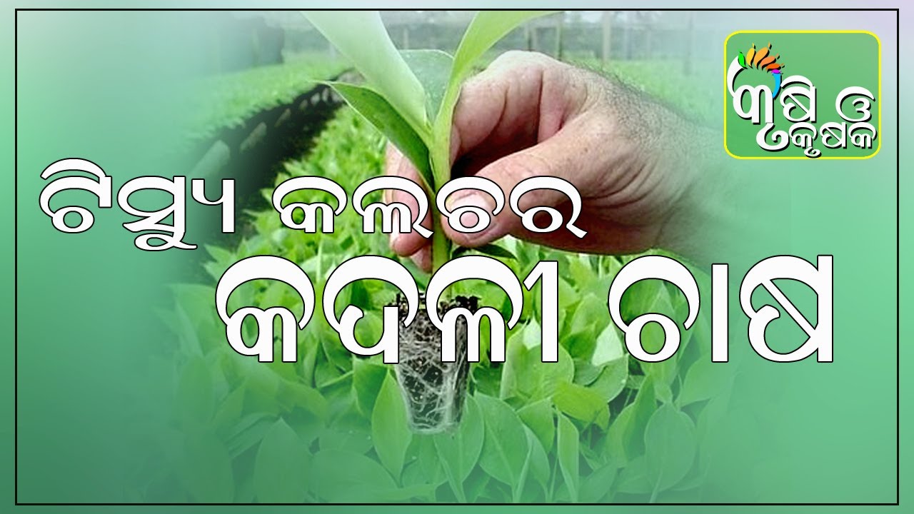 ଟିସ୍ୟୁ କଲଚର କଦଳୀ ଚାଷ
