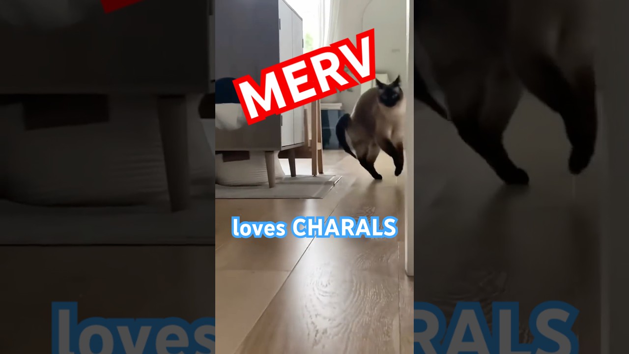talking cat enjoys her boyfriend #bagagwa #heatwave #lol #catsofyoutube