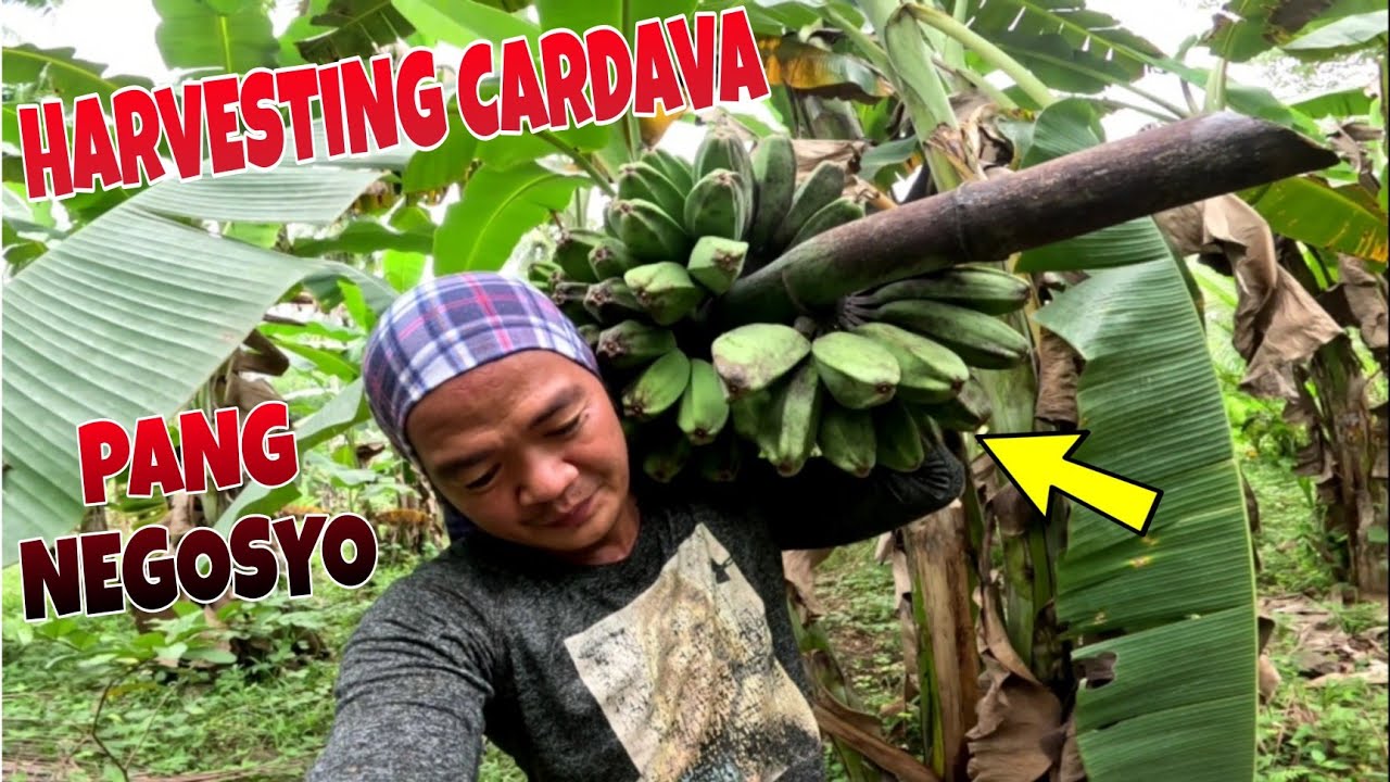 HARVESTING CARDAVA MAGANDA PANG NEGOSYO.TULOY TULOY ANG HARVEST.