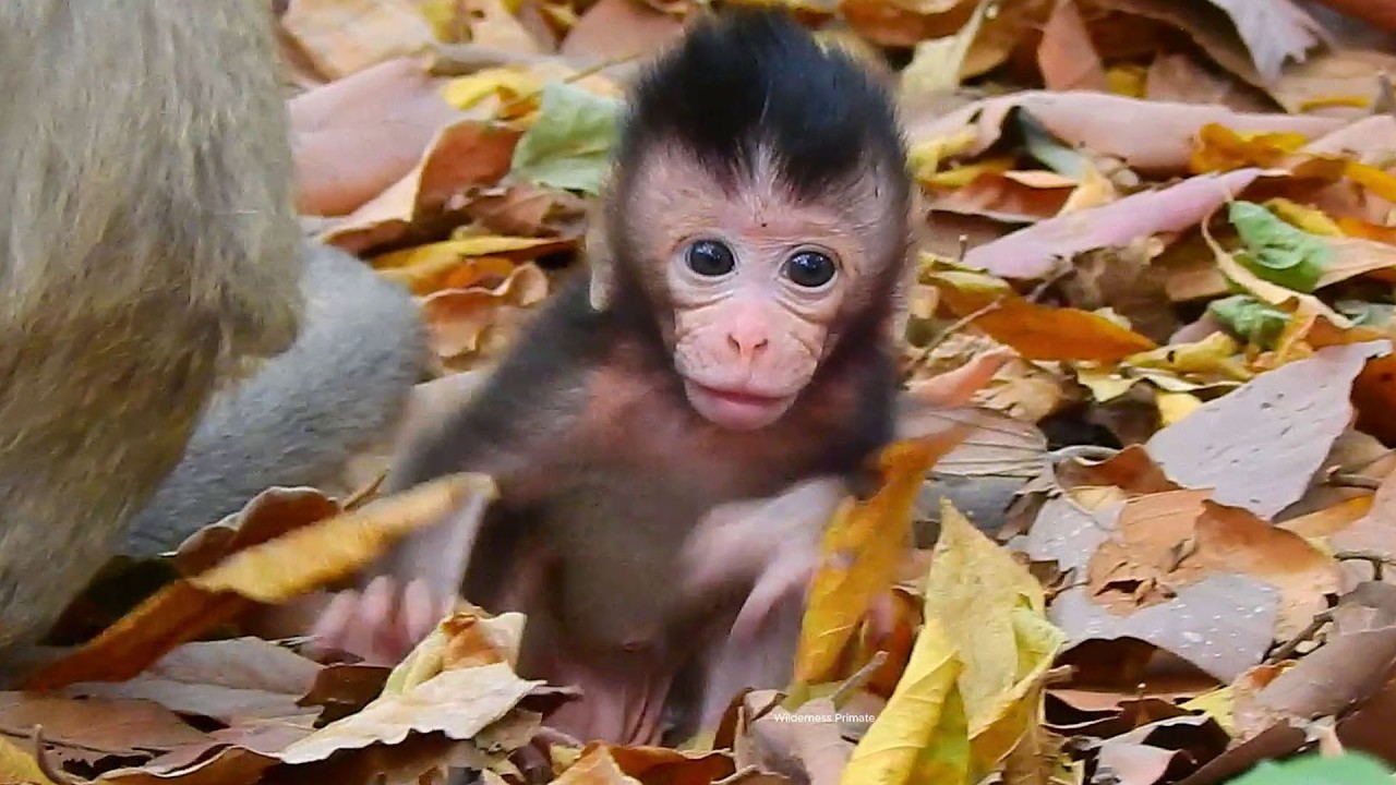 What`s wrong happening! Tiny AVERY tried made his serious emotion to mommy understanding.