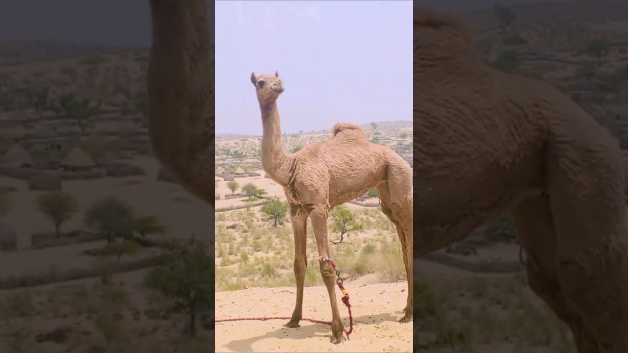 Best camel breed #shorts #youtubeshorts #viralvideo #viralshort #camel #camelvideo