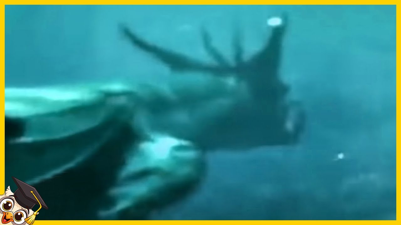 10 Créatures Marines Géantes qui ont été Filmées