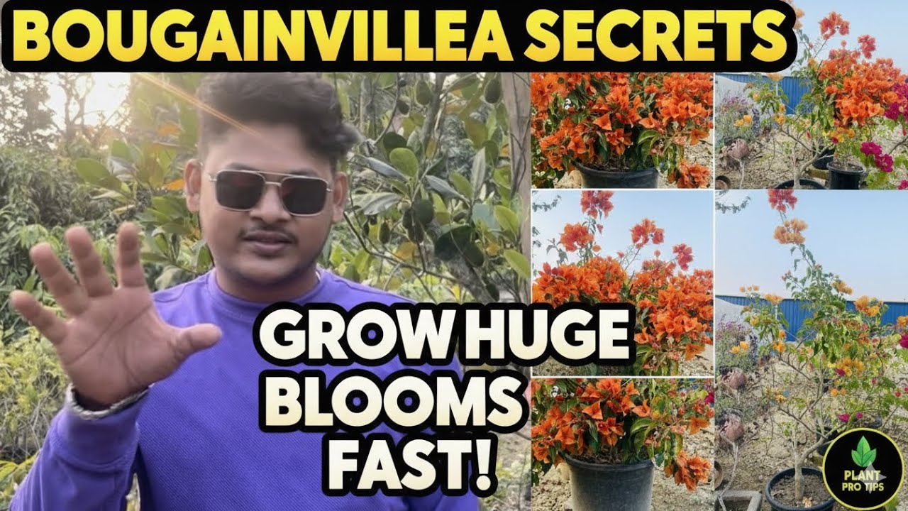 Bougainvillea Thai Variety Online Sale | Home Delivery /Top 5  🌸 #bougainvillea #liveplants 