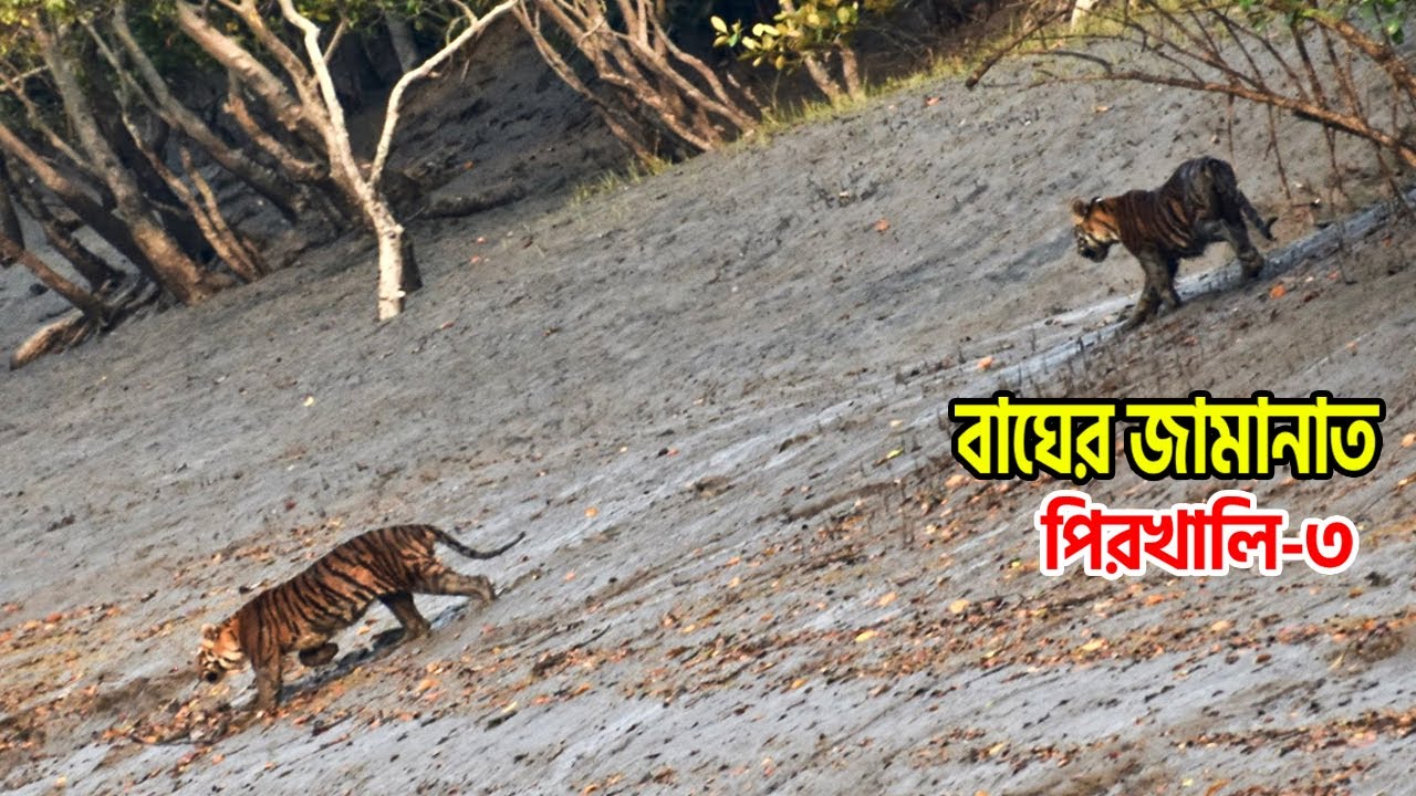 বাঘের মেলা বসে ভয়ঙ্কর পীরখালীর জঙ্গলে | sundarban jungle adventure | royal bengal tiger attack