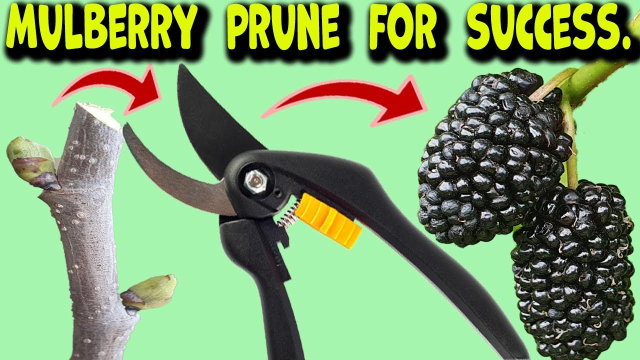 Pruning a Mulberry Tree for More Fruit. How and When...