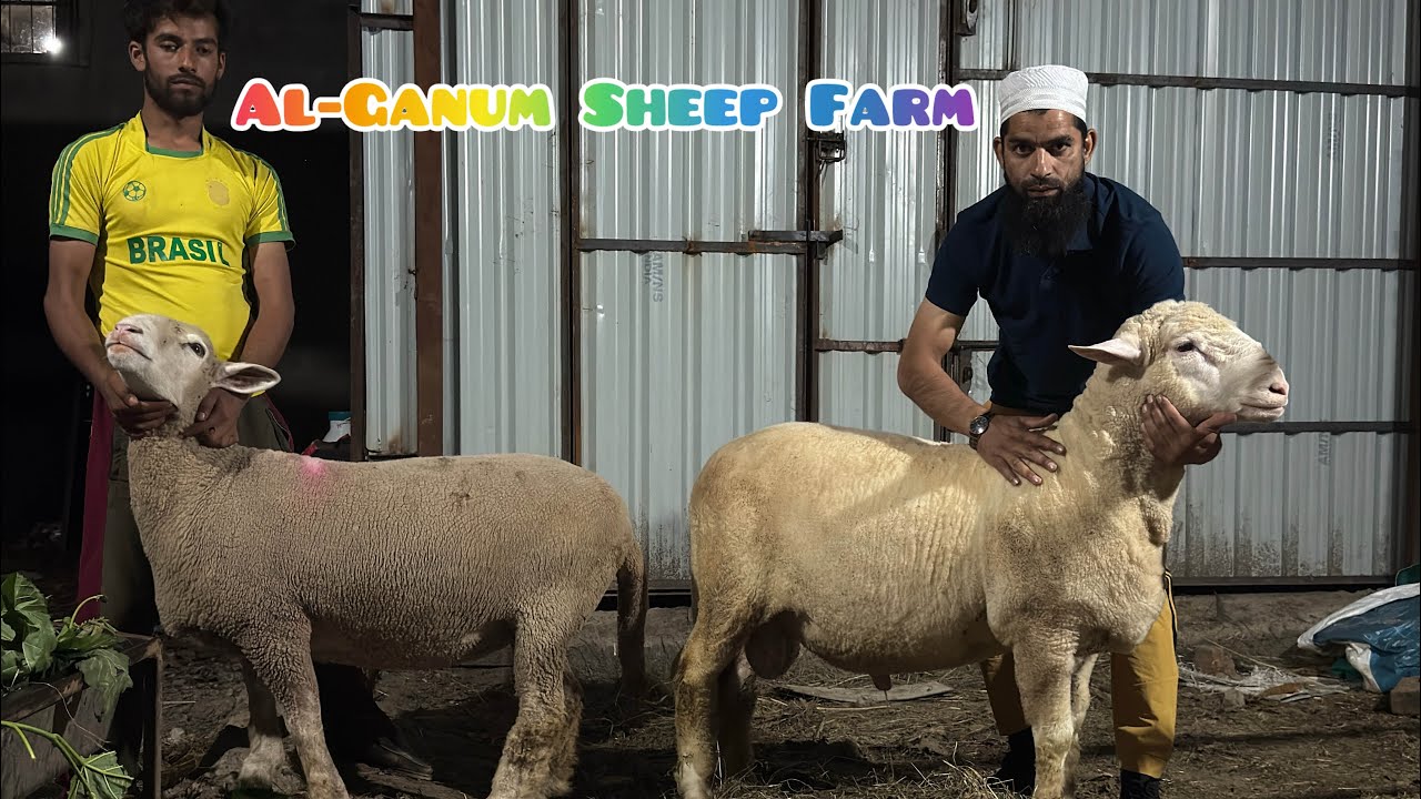 Record breaking weight gain in 10 months 110 kg above#farming #animals #goat #viralvideo #viral#fb 
